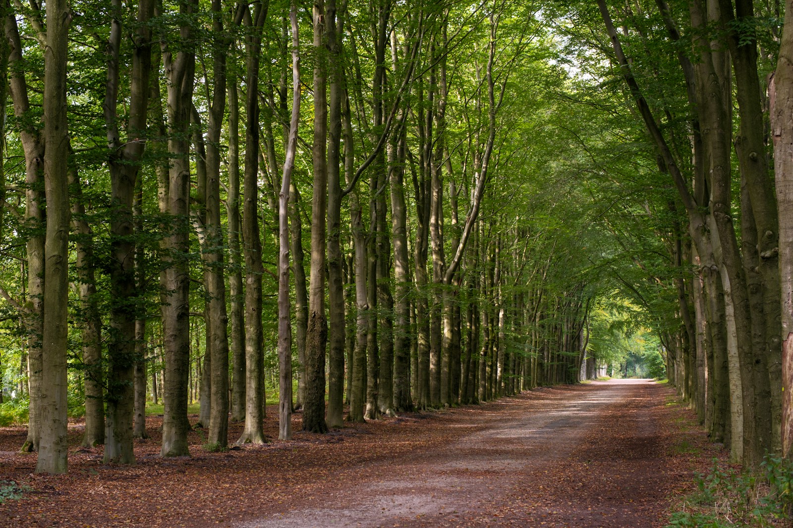 A dirt road surrounded by lots of trees