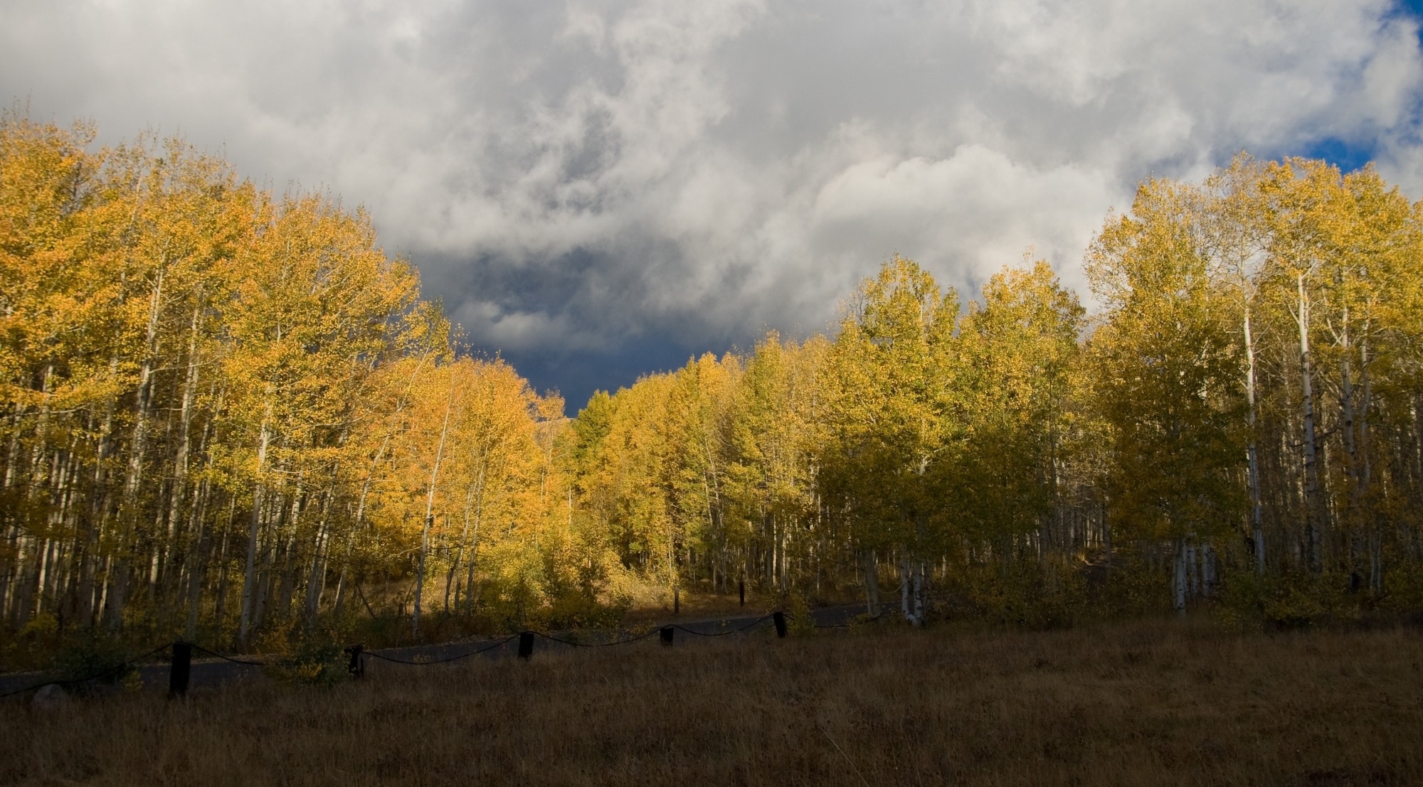 A Beautiful, Peaceful Aspen Forest in Deer Valley, Utah, With the Sunlight Splashing on Autumn Leaves. Blue Sky Peeks Through Gray, Blowing Clouds.