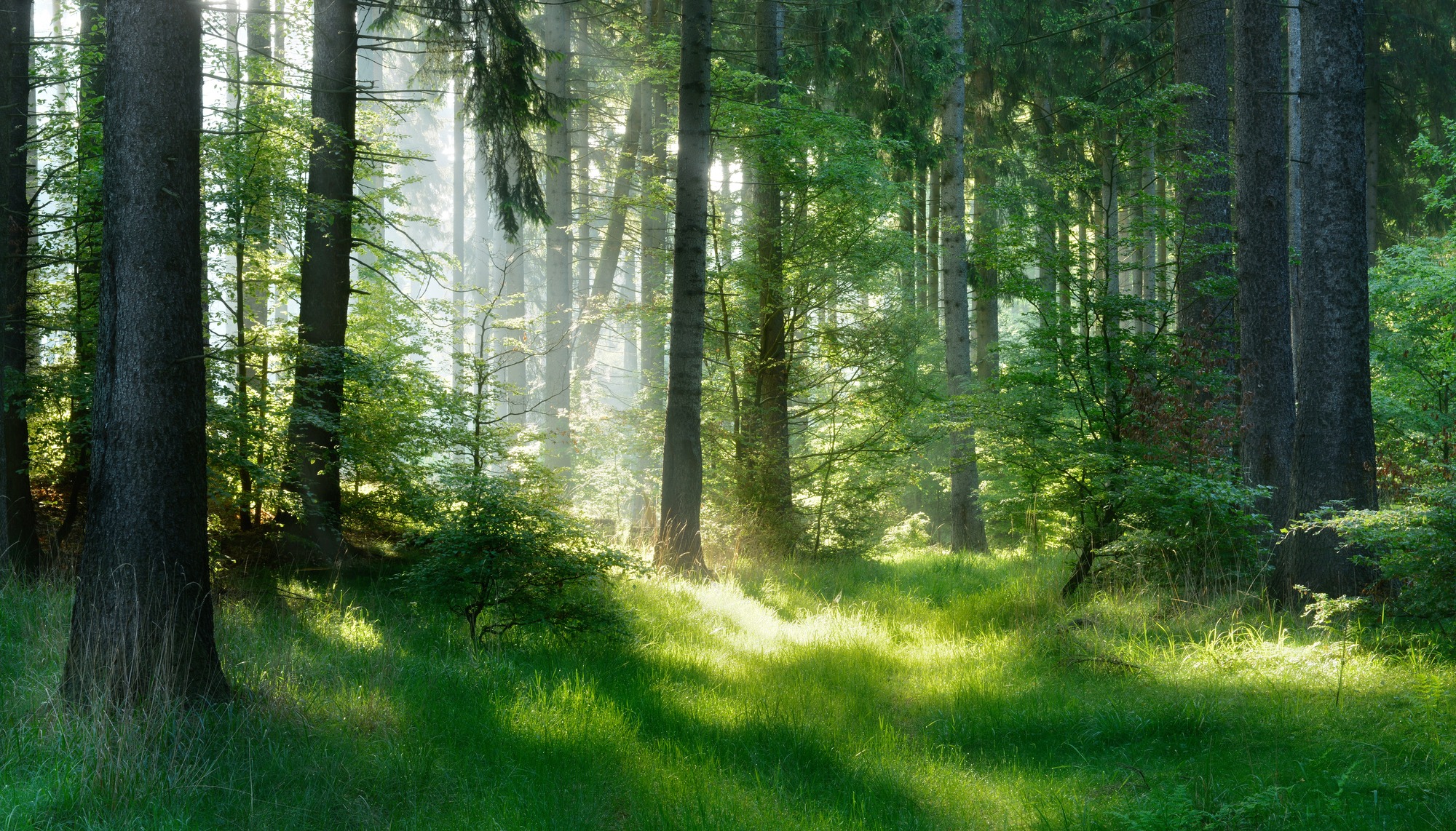 Natural Forest of Spruce Trees, Sunbeams Through Fog Create Mystic Atmosphere.